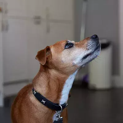 Search dog advice